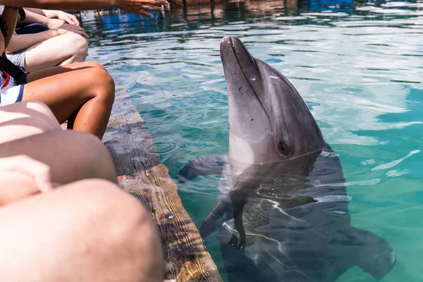 Delfín Escuchar Comando Piscina — Foto de Stock