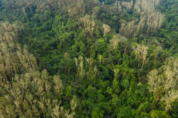 Blick Von Oben Auf Den Grünen Wald — Stockfoto