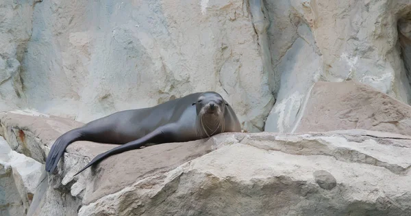 Sea Lion Lying Rock — Stock Photo, Image