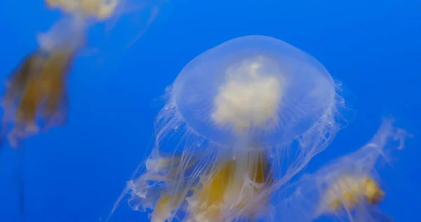 Hermosas Medusas Tanque Agua — Foto de Stock