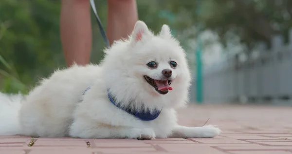 Pommerscher Hund Geht Mit Haustierbesitzer Aus — Stockfoto