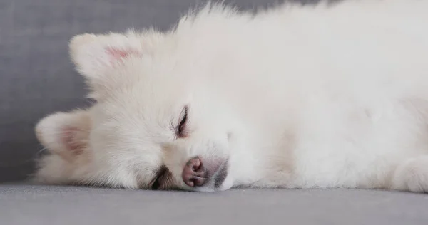 Poméranie Dormir Sur Canapé Maison — Photo