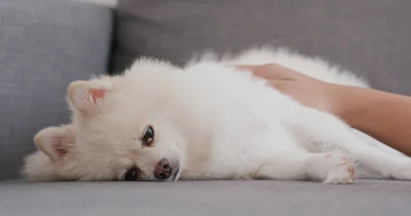 Close Pomeranian Dog Sleeping Sofa Owner Home — Stock Photo, Image