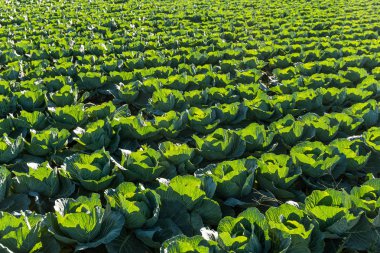 Gündüz taze marul sahasında 