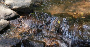 Art arda sıralı nehir orman portre