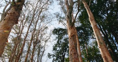 Orman ağacı düşük açılı görünüş