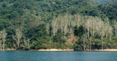 Göl ve yeşil orman manzaralı