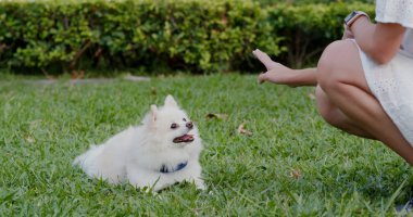 İle evde beslenen hayvan sahip, açık oynayan Pomeranian köpek