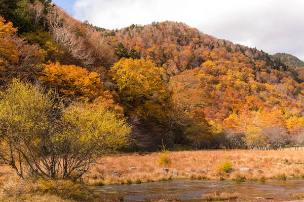 Forest Autumn Season Daytime — Stock Photo, Image