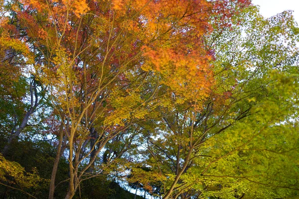 槭树在秋天的季节 — 图库照片
