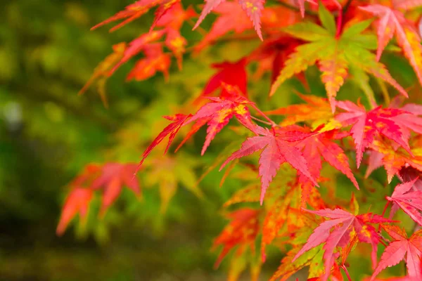 Close Red Maple Tree — Stock Photo, Image