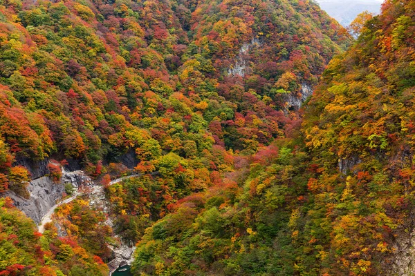 Gündüz, sonbahar manzara orman 