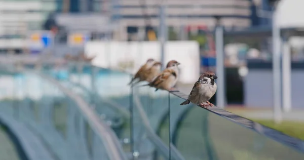 Eurasian Tree Sparrows City Daytime — Stock Photo, Image