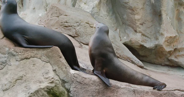 Seelöwen Liegen Auf Dem Felsen — Stockfoto