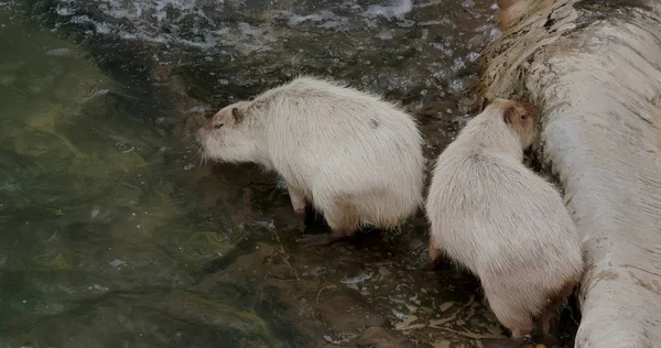 Kabie Zvířata Zooparku — Stock fotografie