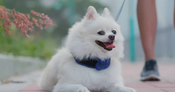 White Pomeranian Outdoor Street — Stock Photo, Image