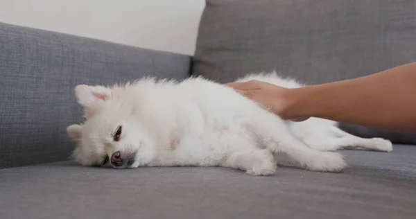 Pommerscher Hund Schläft Bei Herrchen Hause Auf Sofa — Stockfoto