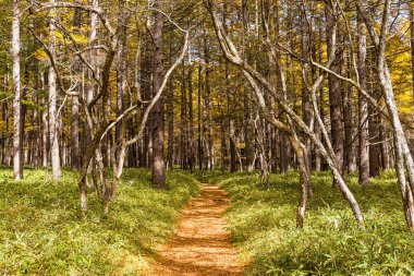Gündüz, sonbahar orman manzara 
