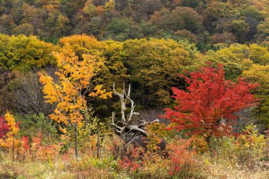 Sonbahar sezonu gündüz, ağaç 