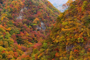 Sonbaharda dağ ormanı