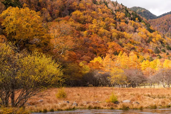 Лес Осенью Дневное Время — стоковое фото