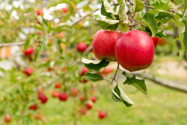 Primer Plano Manzana Roja Árbol — Foto de Stock