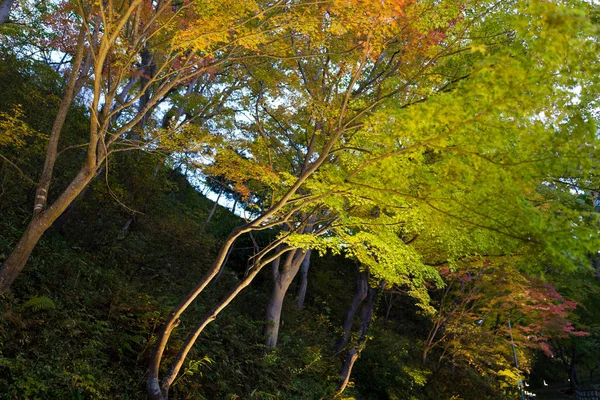 槭树在秋天的季节 — 图库照片