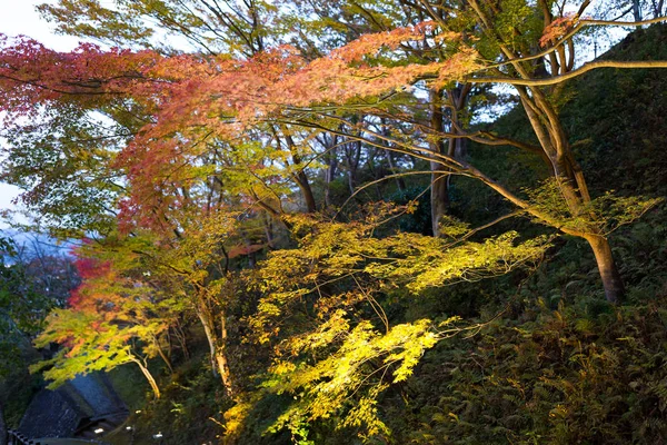 Árvore Bordo Temporada Outono Parque — Fotografia de Stock
