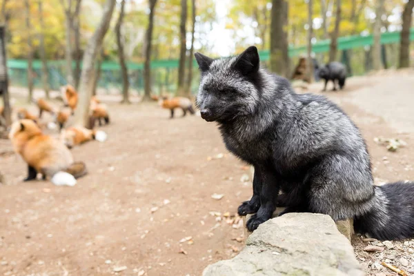 Close Black Fox Wait Food — Stock Photo, Image