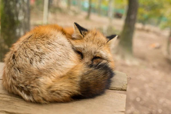 Närbild Sleeping Fox Park — Stockfoto