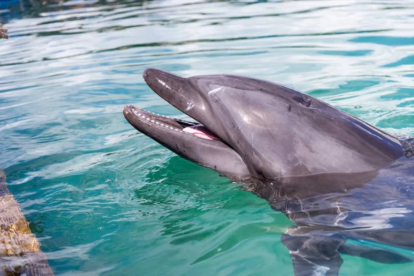 Primer Plano Dolphin Esperar Que Comida — Foto de Stock