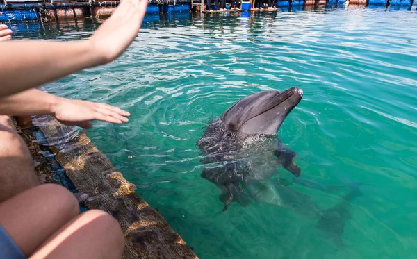 Дельфины Слушают Команды Бассейне — стоковое фото