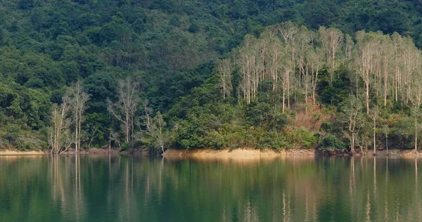 Bellissimo Stagno Lago Nella Foresta — Foto Stock