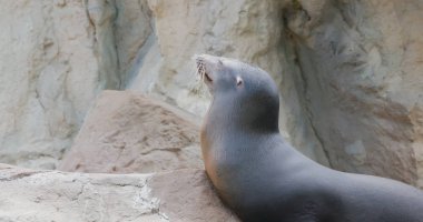 Kayanın üzerinde yatan deniz aslanı