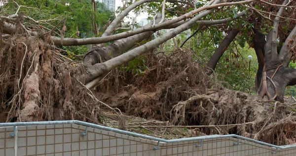 Colapso Árboles Después Del Desastre Del Tifón — Foto de Stock