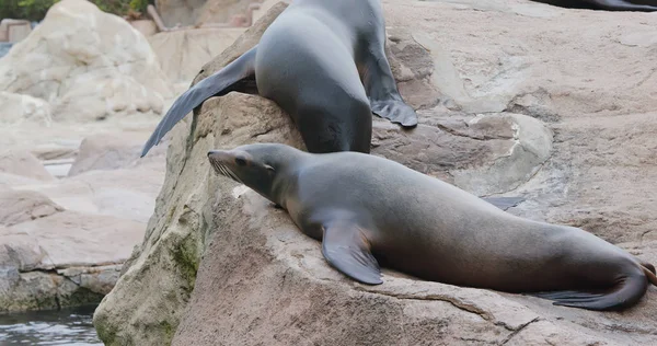 Otaries Allongées Sur Rocher — Photo