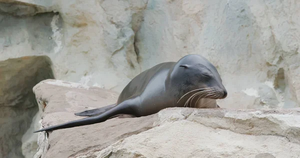 Seelöwe Liegt Auf Dem Felsen — Stockfoto