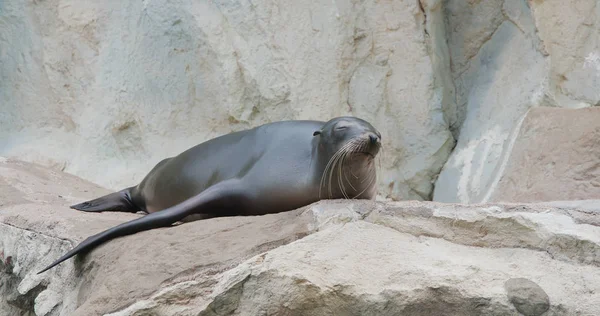 Seelöwe Liegt Auf Dem Felsen — Stockfoto