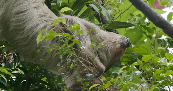 Лінивець Лежить Дереві Крупним Планом — стокове фото