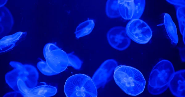 Όμορφη Jellyfishes Στη Δεξαμενή Νερού — Φωτογραφία Αρχείου