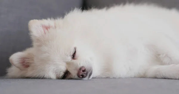 Tutup Dari Pomeranian Tidur Sofa — Stok Foto