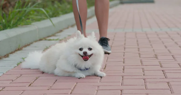 Anjing Pomeranian Pergi Keluar Dengan Pemilik Hewan Peliharaan — Stok Foto