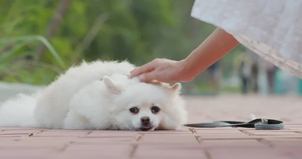 Perro Con Mujer Esperando Aire Libre — Foto de Stock