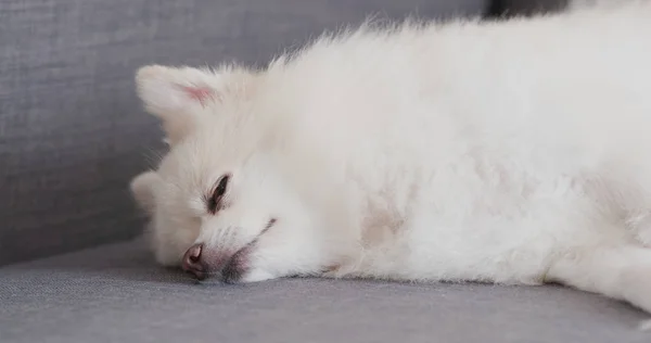 Close Pomeranian Sleep Sofa — Stock Photo, Image