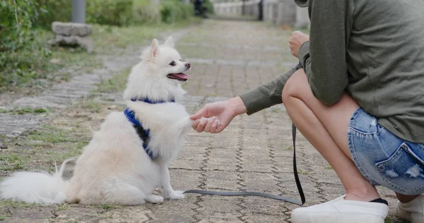 屋外の公園で彼女の犬と遊ぶ女性 — ストック写真