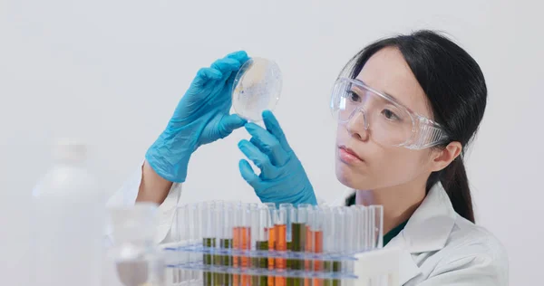 Cientista Fazendo Experiência Olhar Para Placa Petri — Fotografia de Stock