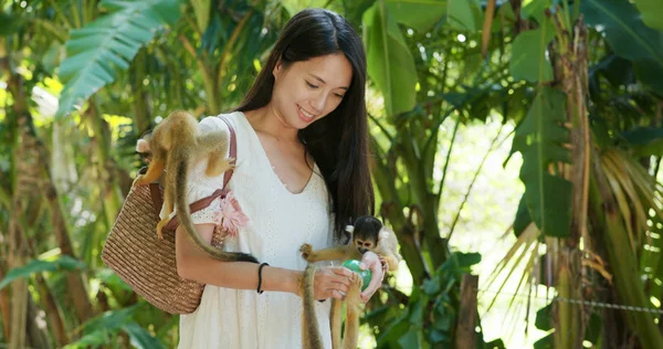 Alimentazione Femminile Scimmie Scoiattolo Nel Parco Ishigaki — Foto Stock