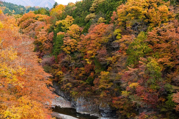 Kinugawa Forest Autumn Season — Stock Photo, Image