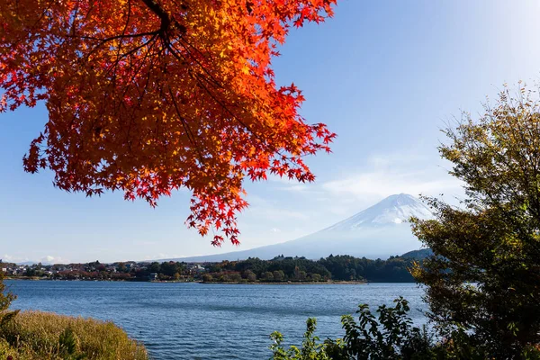 Maple Tree Mountain Fuji — Stock Photo, Image