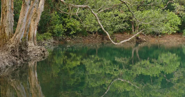 Piękne Jezioro Staw Lesie — Zdjęcie stockowe